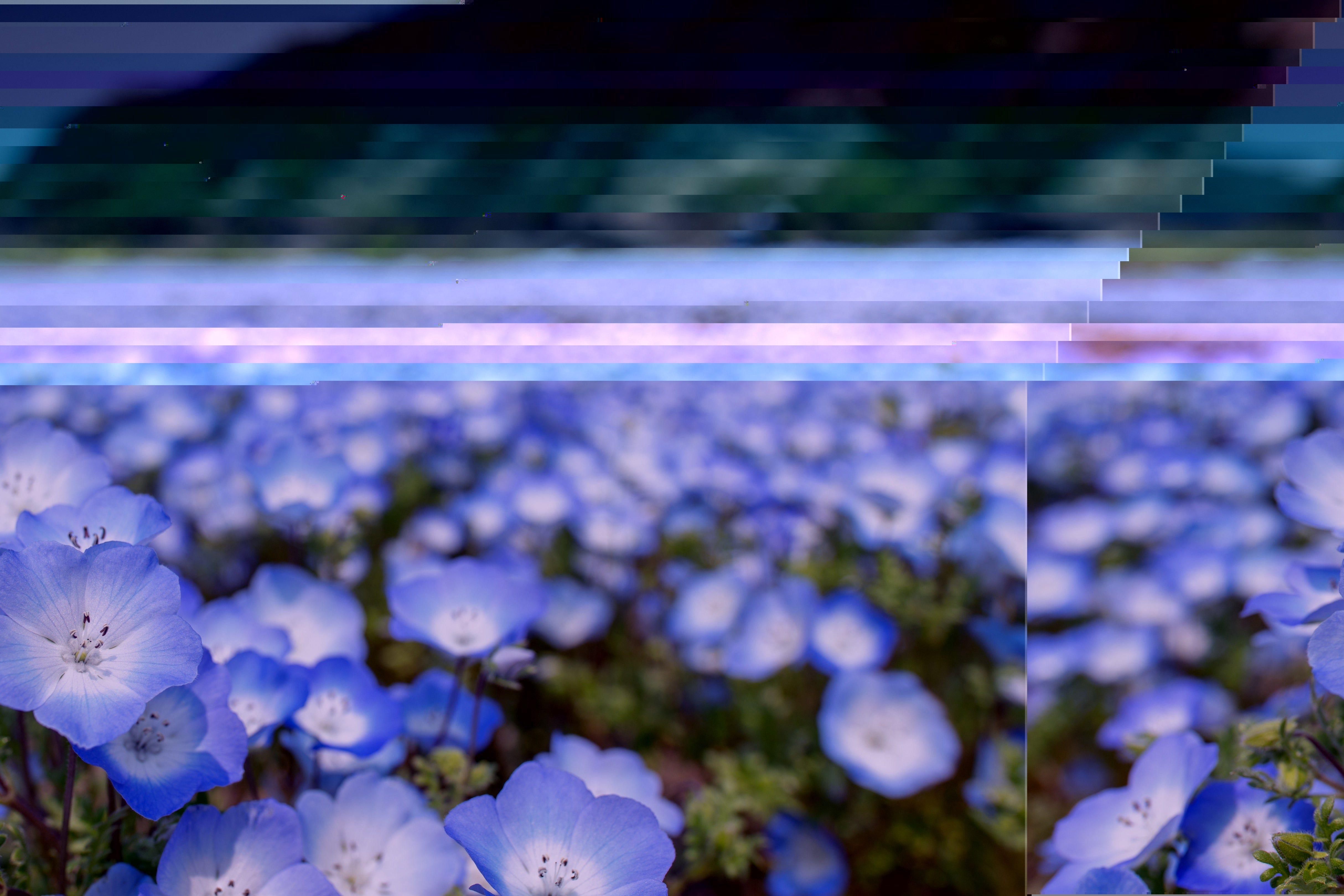 4857x3238 Anemone 4K wallpaper for your desktop or mobile screen free and easy to download