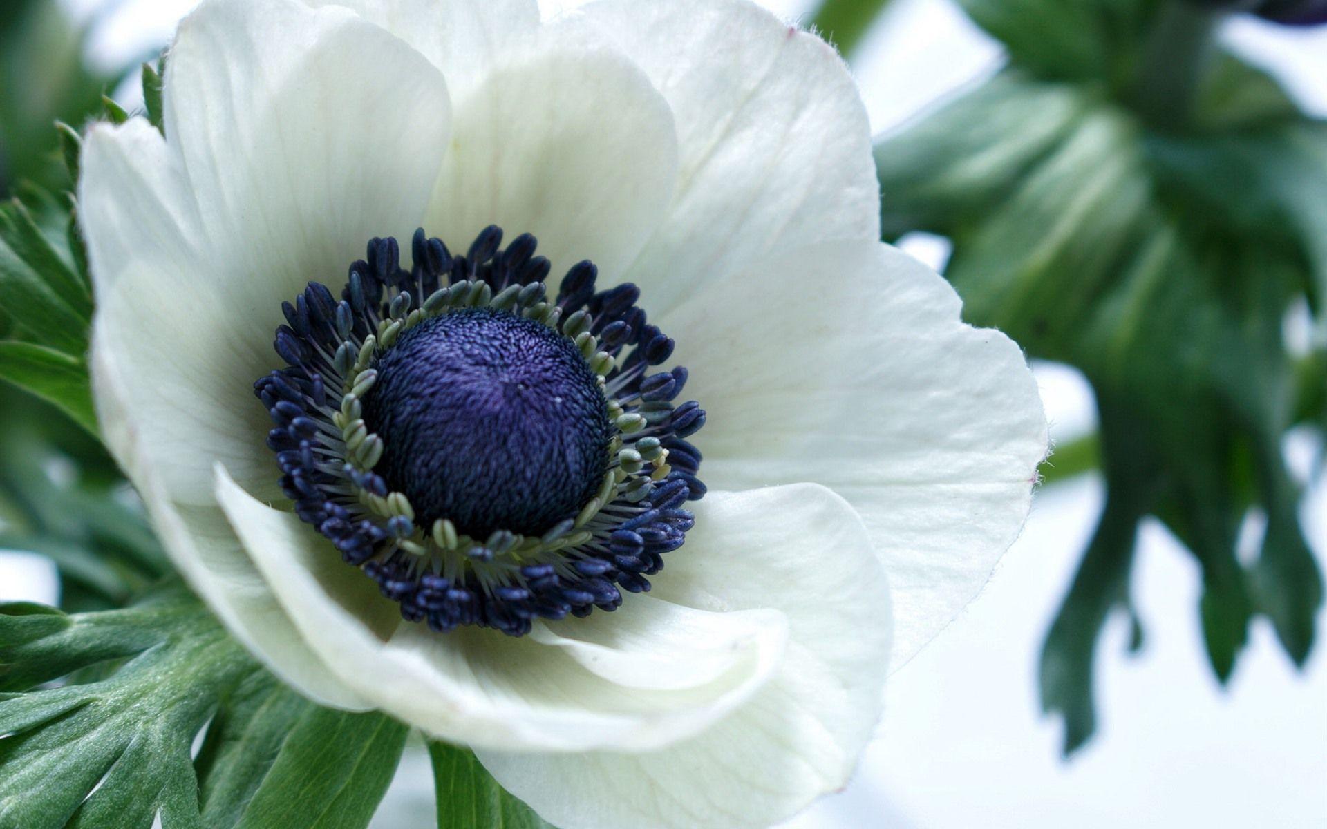 1920x1200 Wallpaper White anemone flower macro photography 1920x1200 HD Picture, Image