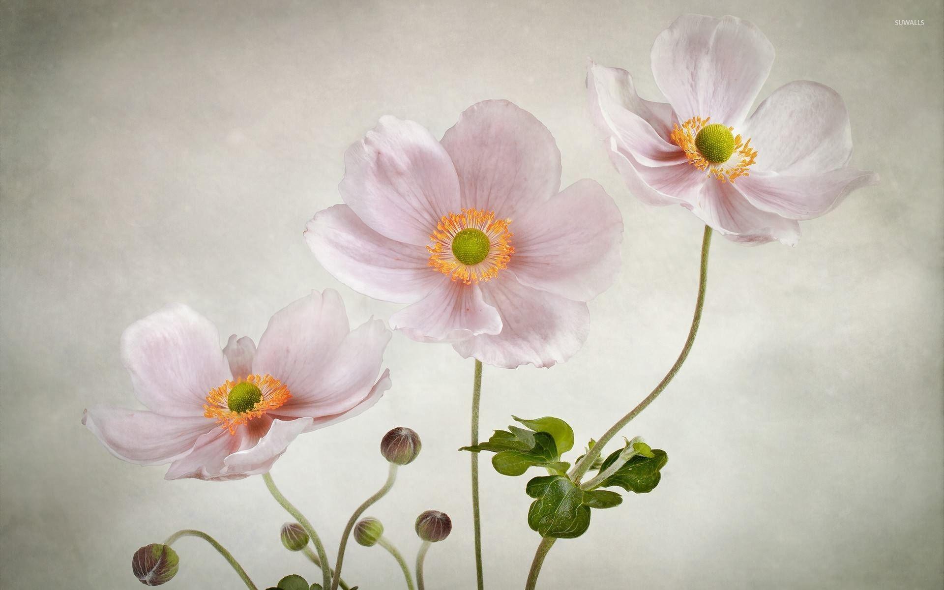 1920x1200 Pink Anemone wallpaper wallpaper