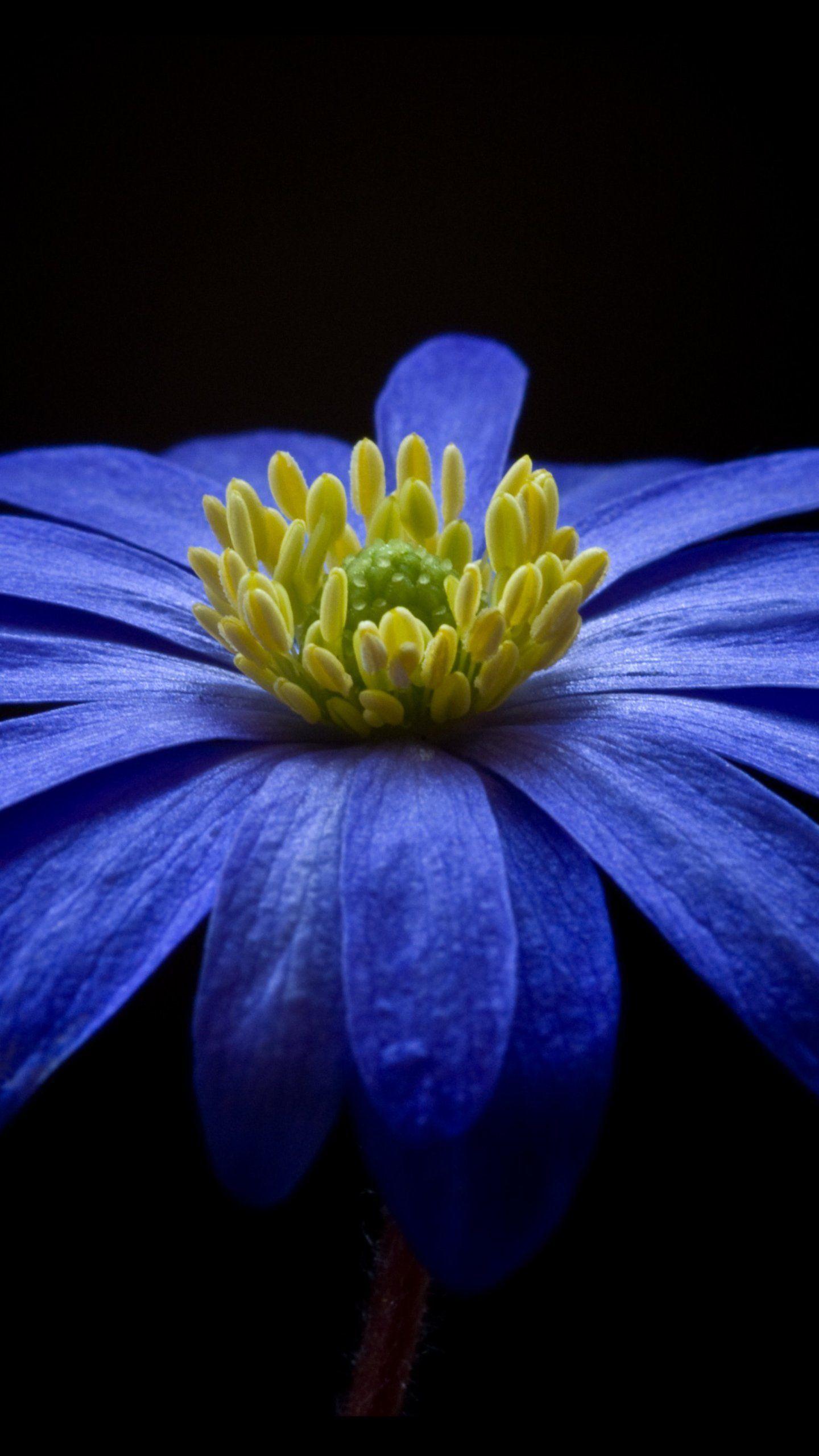 1440x2560 Blue Anemone Wallpaper, Android & Desktop Background. Flower wallpaper, Vintage flowers wallpaper, Free desktop wallpaper