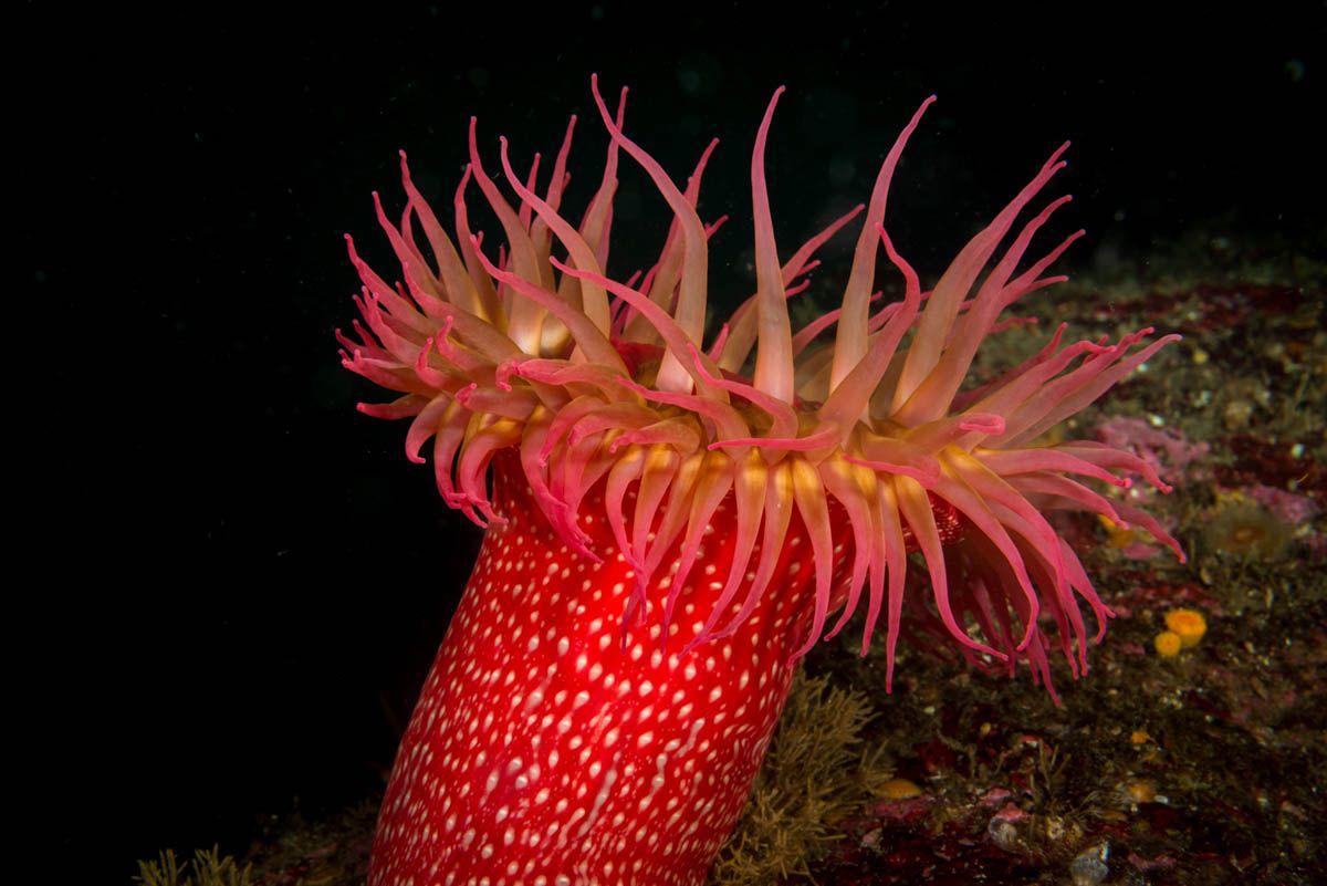 1200x801 Anemone wallpaper, Earth, HQ Anemone pictureK Wallpaper 2019