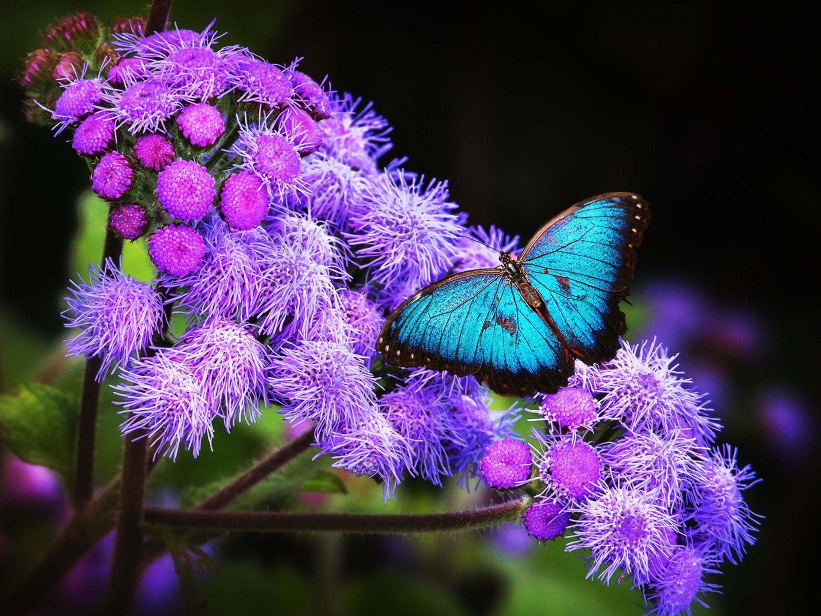 1600x1200 Blue Butterfly on purple flowers 4K Ultra HD Wallpaper for Desktop Laptop Tablet Mobile Phones :