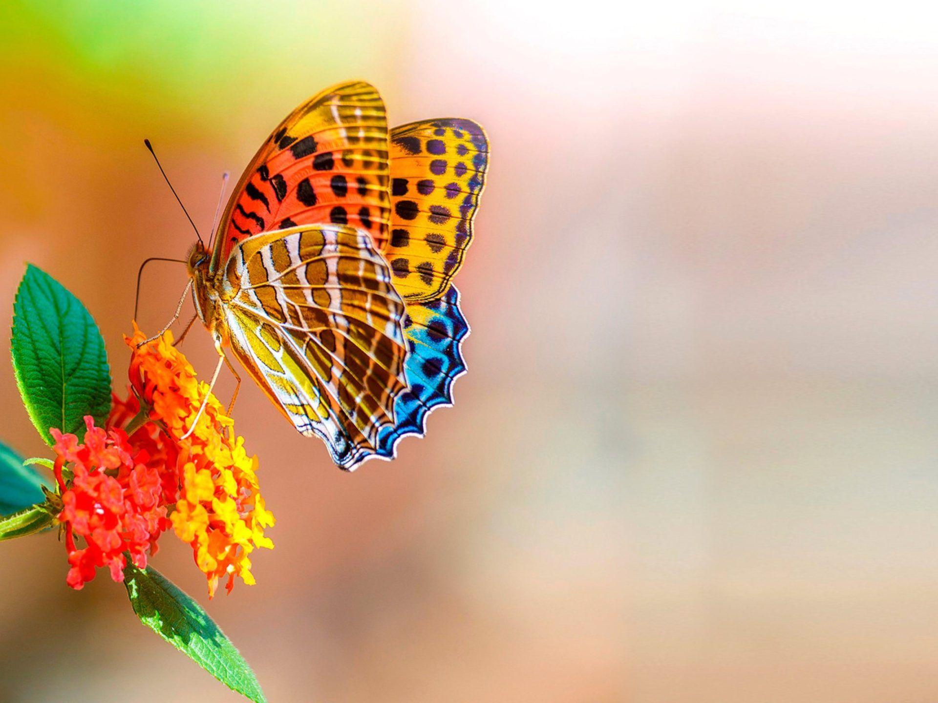 Butterfly 4K HD Wallpapers Top Free Butterfly 4K HD Backgrounds WallpaperAccess