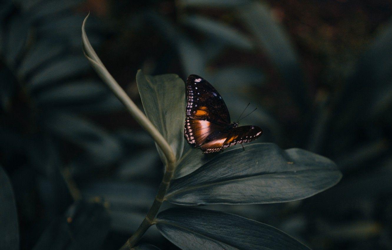 1332x850 Wallpaper animals, butterfly, leaves, macro, blur, plant, insect, closeup, stem, 4k ultra HD background image for desktop, section животные