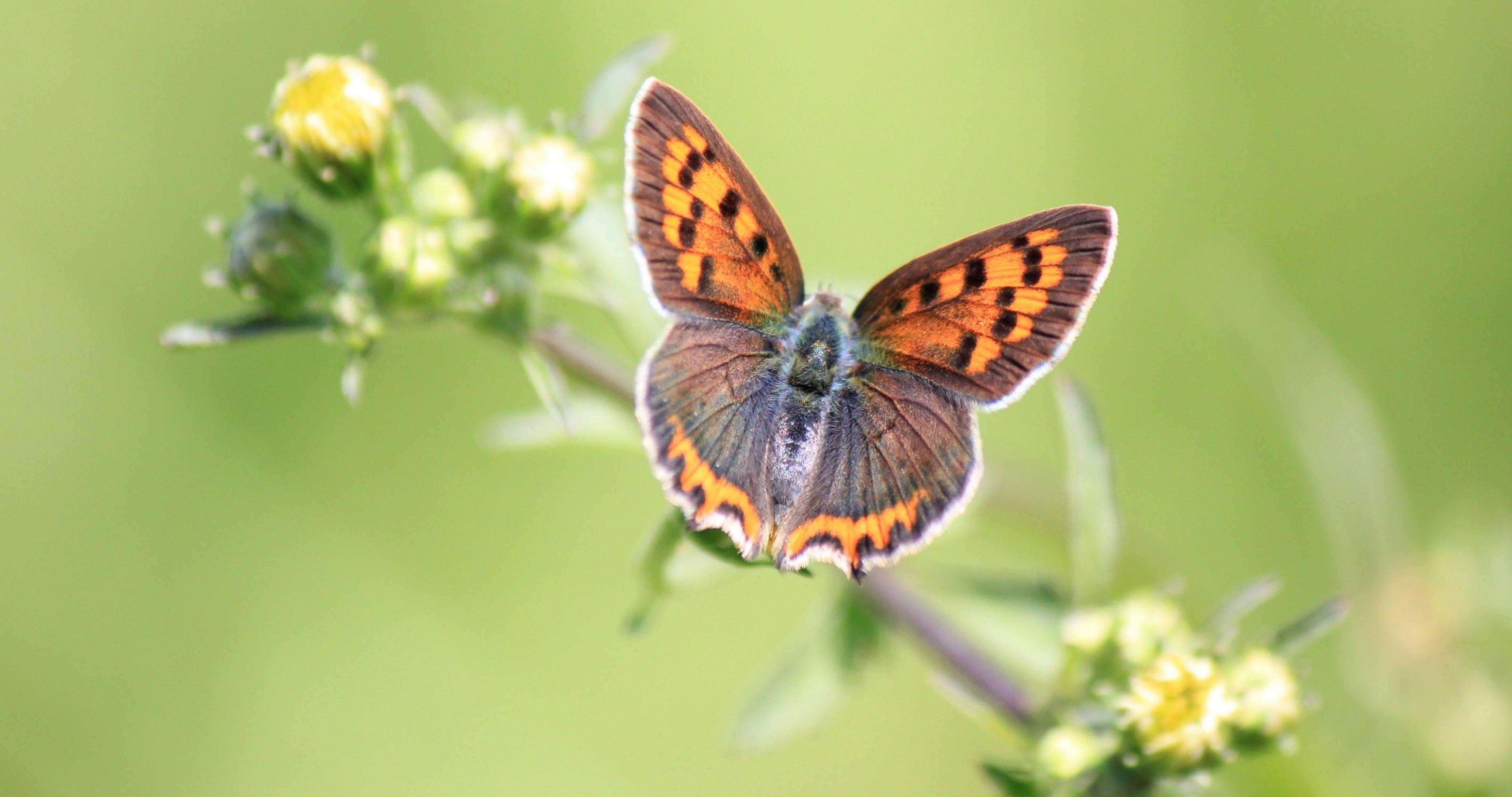 Butterfly 4k Hd Wallpapers - Top Free Butterfly 4k Hd Backgrounds 