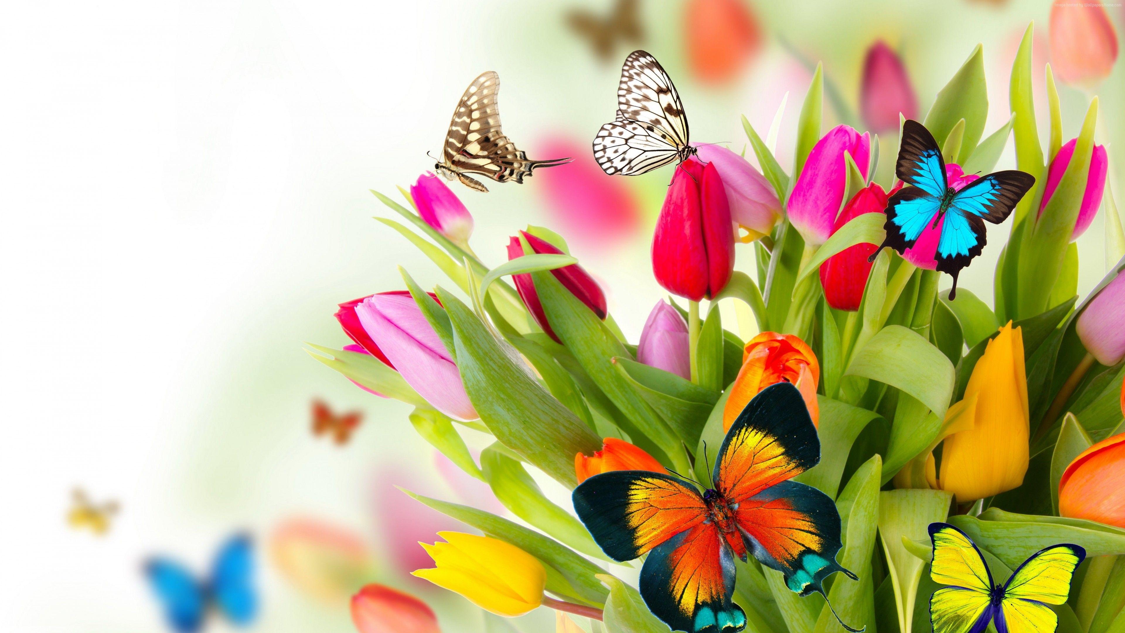 3840x2160 Wallpaper butterfly, flowers, tulips, 4k, Animals Wallpaper Download Resolution 4K Wallpaper