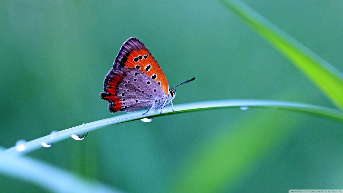 1366x768 Butterfly Ultra HD Desktop Background Wallpaper for 4K UHD TV : Tablet