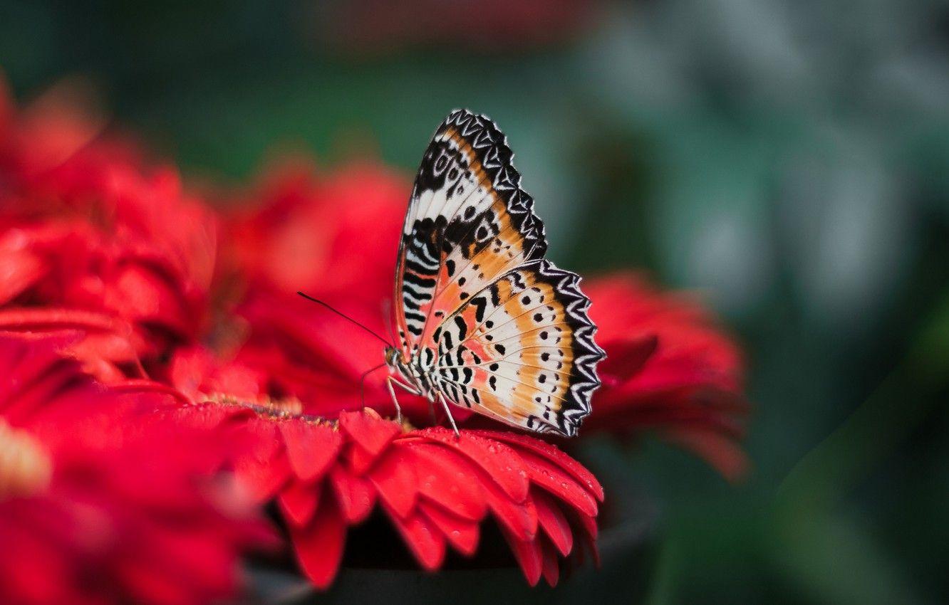 1332x850 Wallpaper Red, Flower, Close Up, Animals, Wings, Butterfly, Macro, Blur, Animal, Bright, Insect, 4k Ultra HD Background Image For Desktop, Section макро