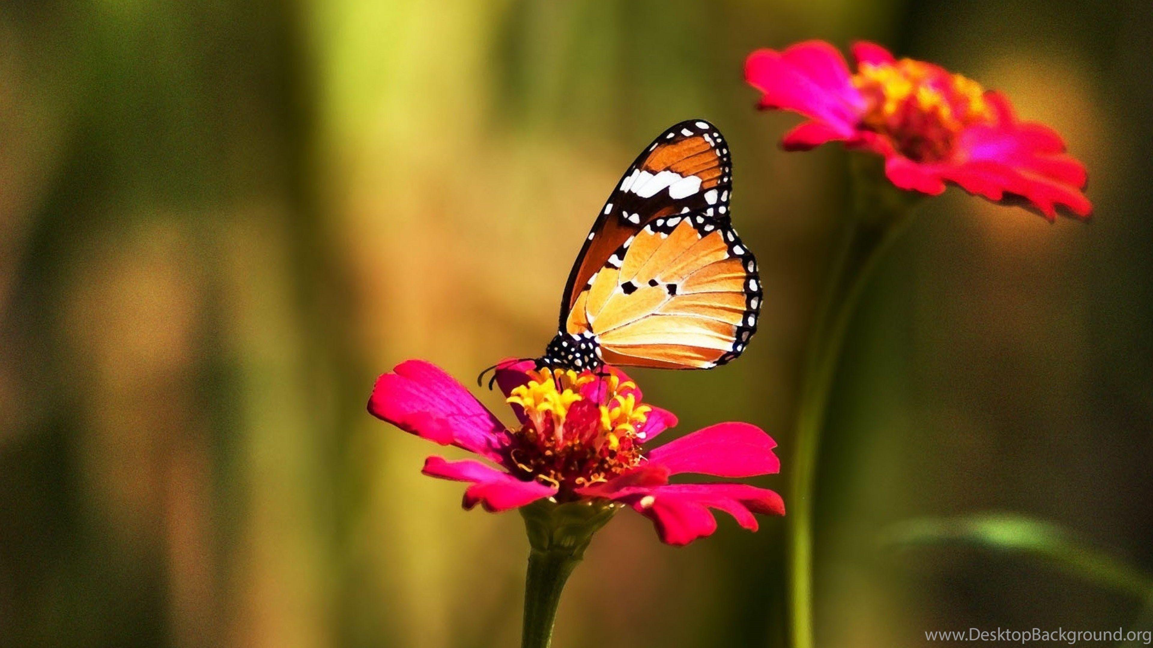 Butterfly 4K HD Wallpapers - Top Free Butterfly 4K HD Backgrounds