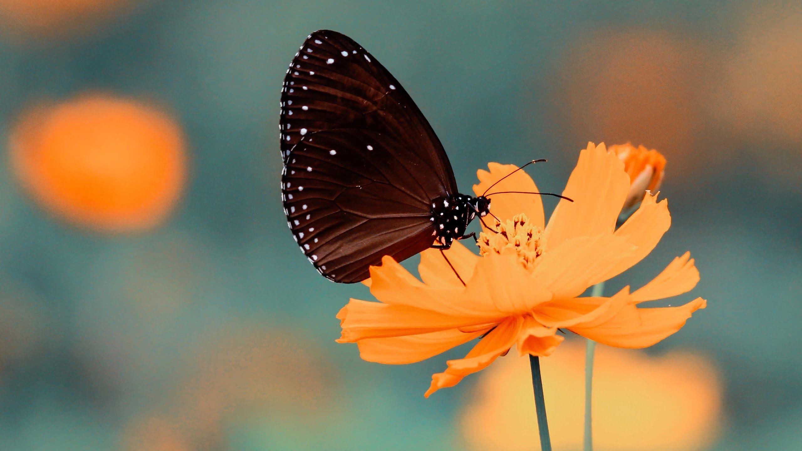 Butterfly 4K HD Wallpapers - Top Free Butterfly 4K HD Backgrounds