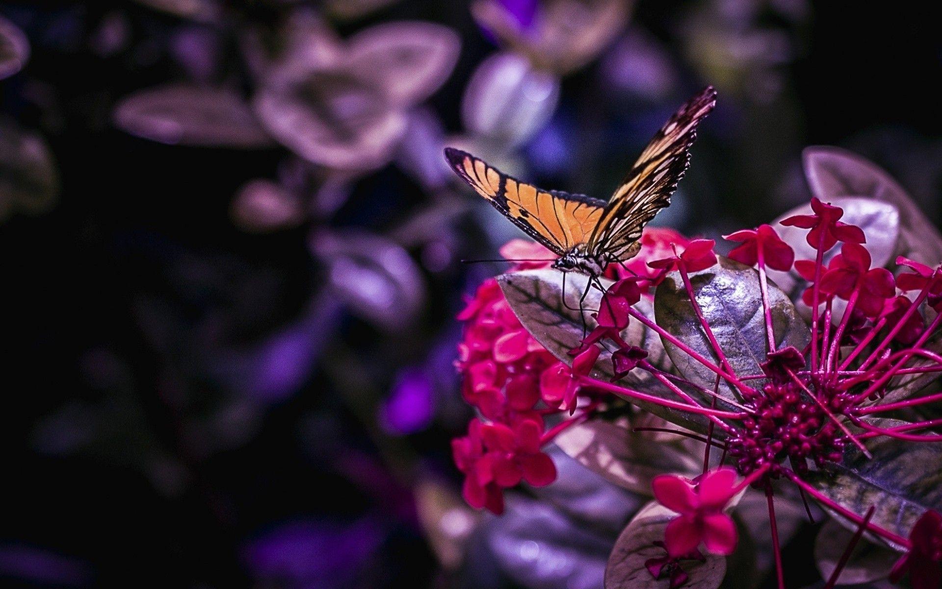 1920x1200 Butterfly Wallpaper