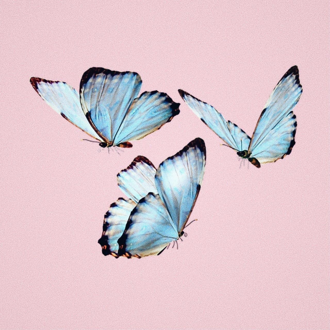 1280x1280 artist: taylor swift. Aesthetic art, Butterfly wallpaper, Aesthetic drawing