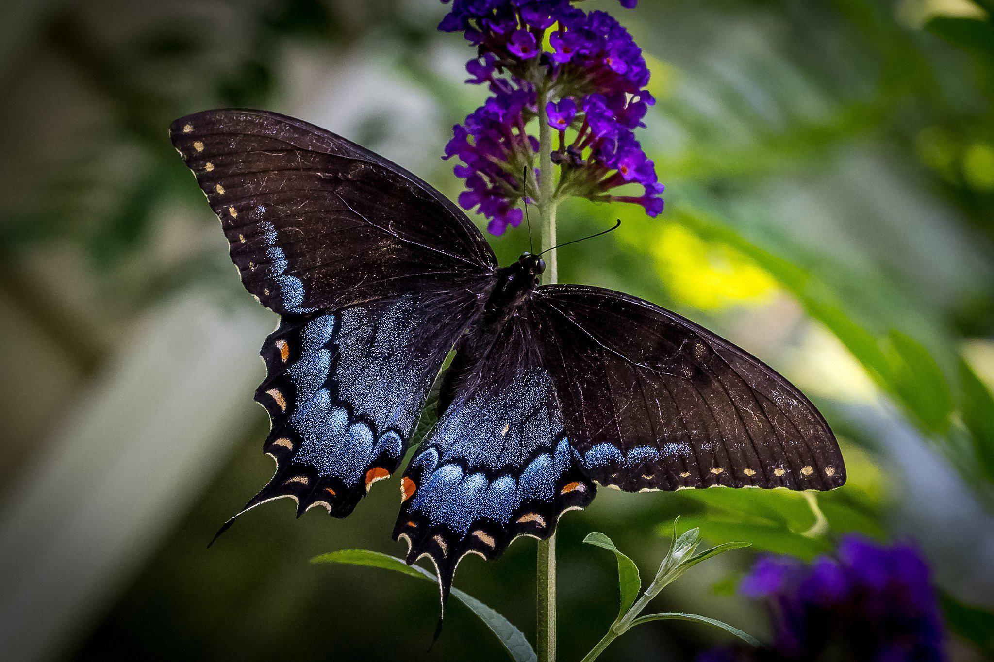 2048x1365 Butterfly Photo HD High Quality HD Wallpaper