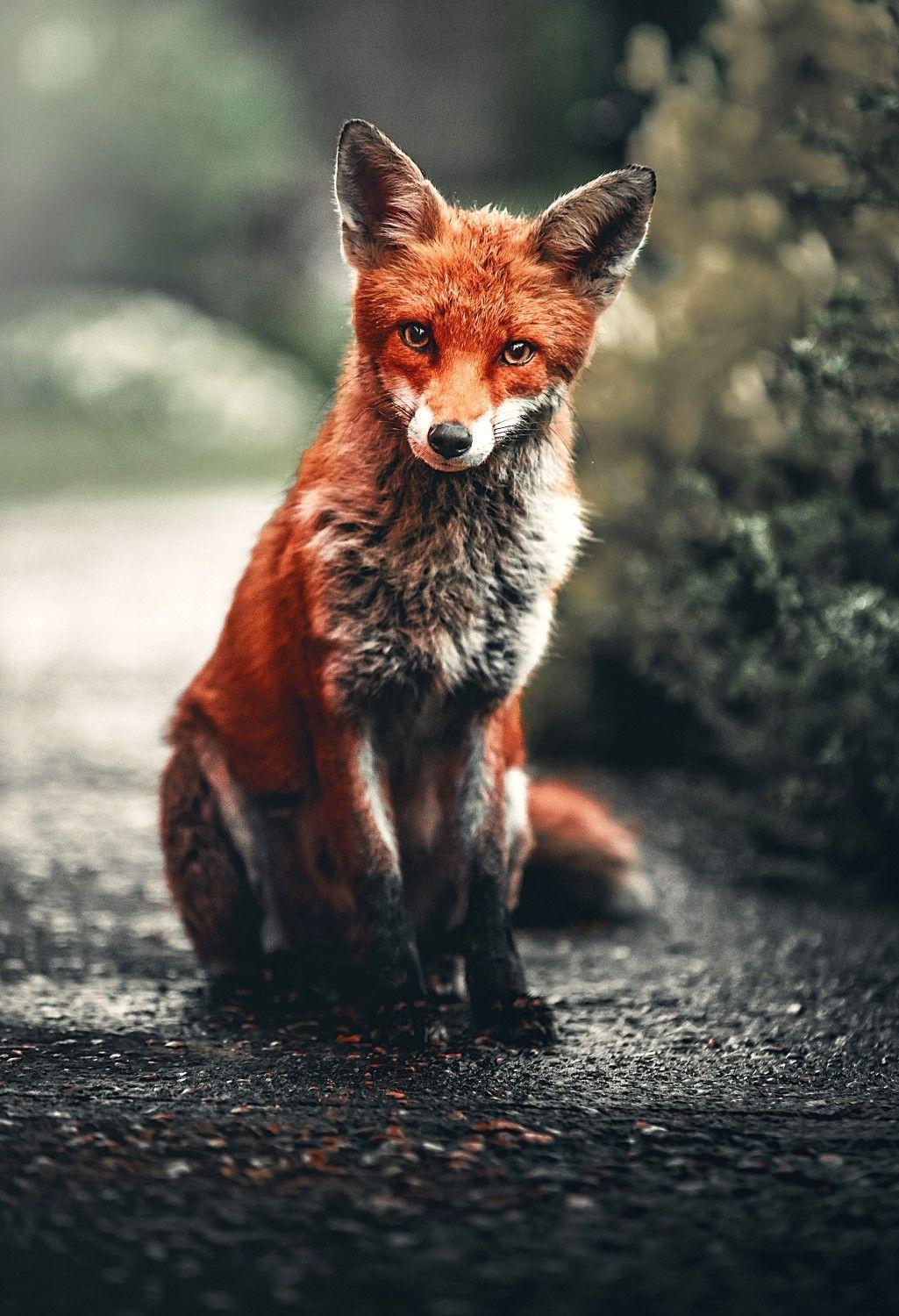 1025x1500 Beautiful HD Wallpaper. Animals wild, Wild animals photo, Animals