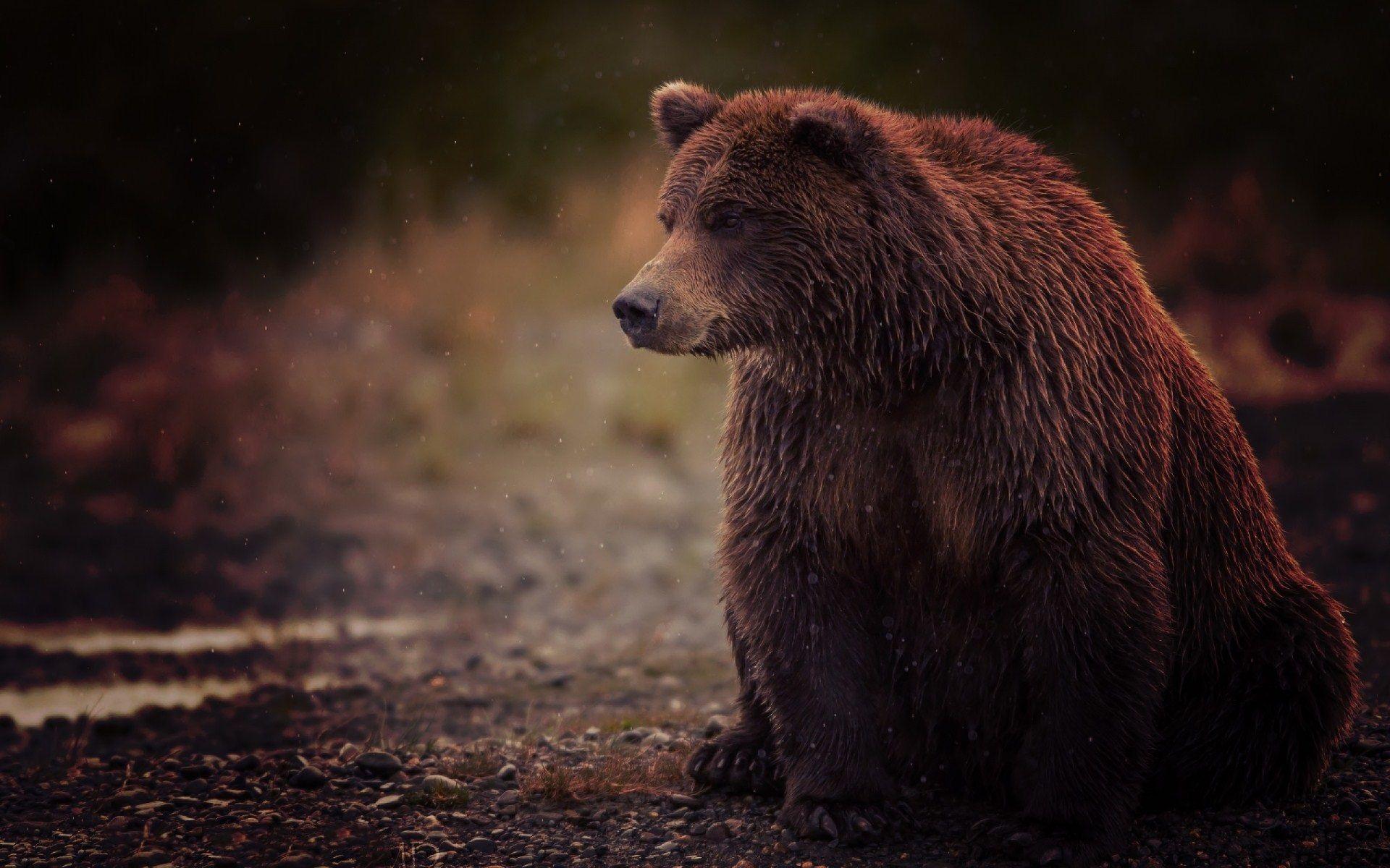 1920x1200 Grizzly Bear Wallpaper For Desktop, Laptop, Pc & Mobile