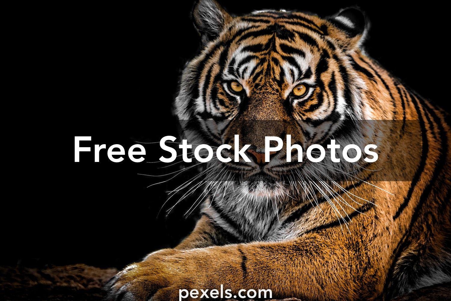 1500x1000 Best Tiger Image · 100% Free Downloads