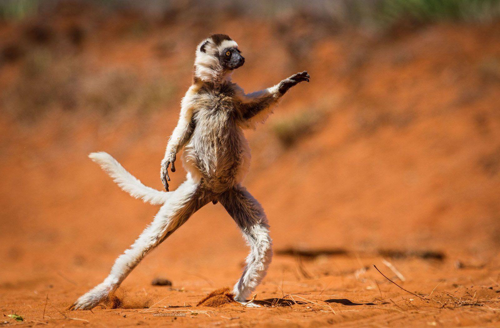1600x1050 Best Award Winning Wildlife Photography examples from around the world