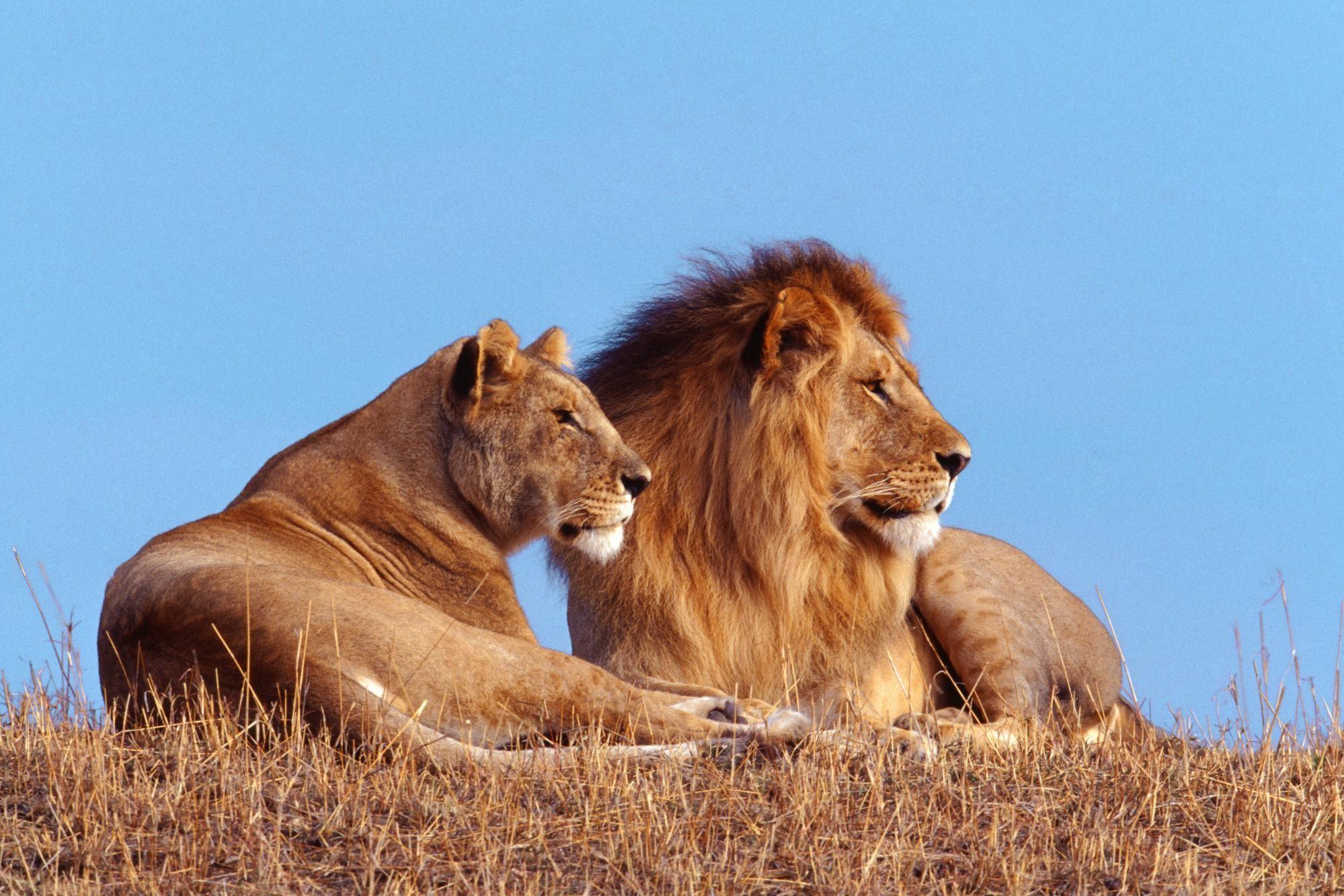 1999x1333 Latest Wallpaper Of African Wildlife Photography 2013. Animals beautiful, Lion picture, Lion wallpaper