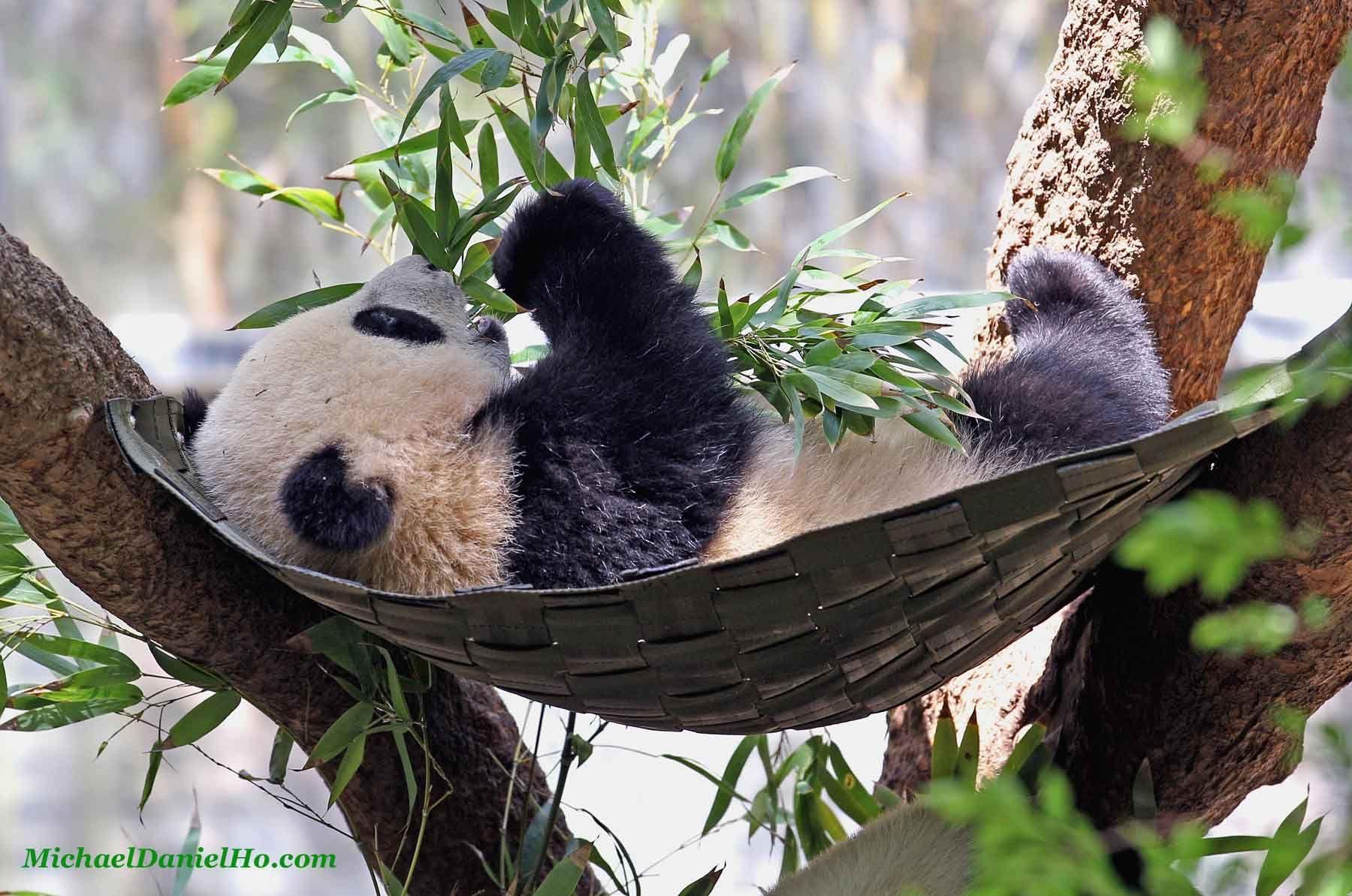 1800x1193 Wildlife Photographer, wildlife wallpaper, wallpaper, Wildlife photo