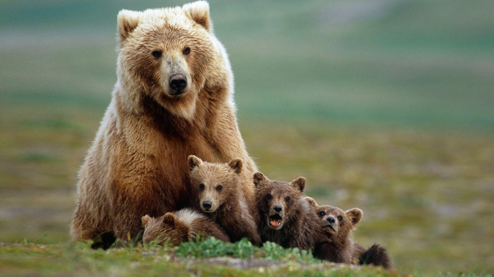 1920x1080 Grizzly Bear wallpaper Grizzly Bear Wallpaper For Desktop, Laptop, Pc Mobile 1920x1080