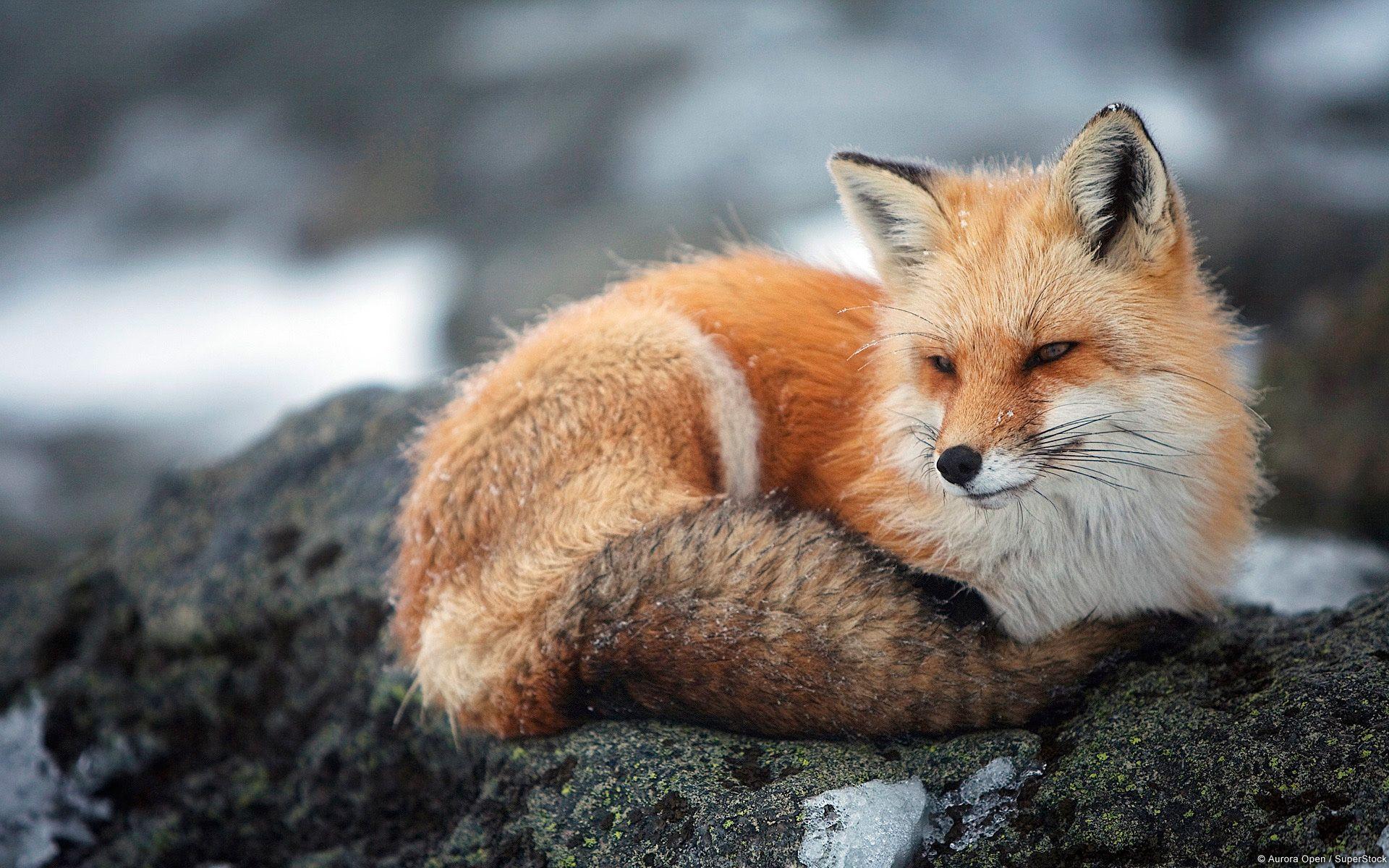 1920x1200 Wildlife Photography Wallpaper