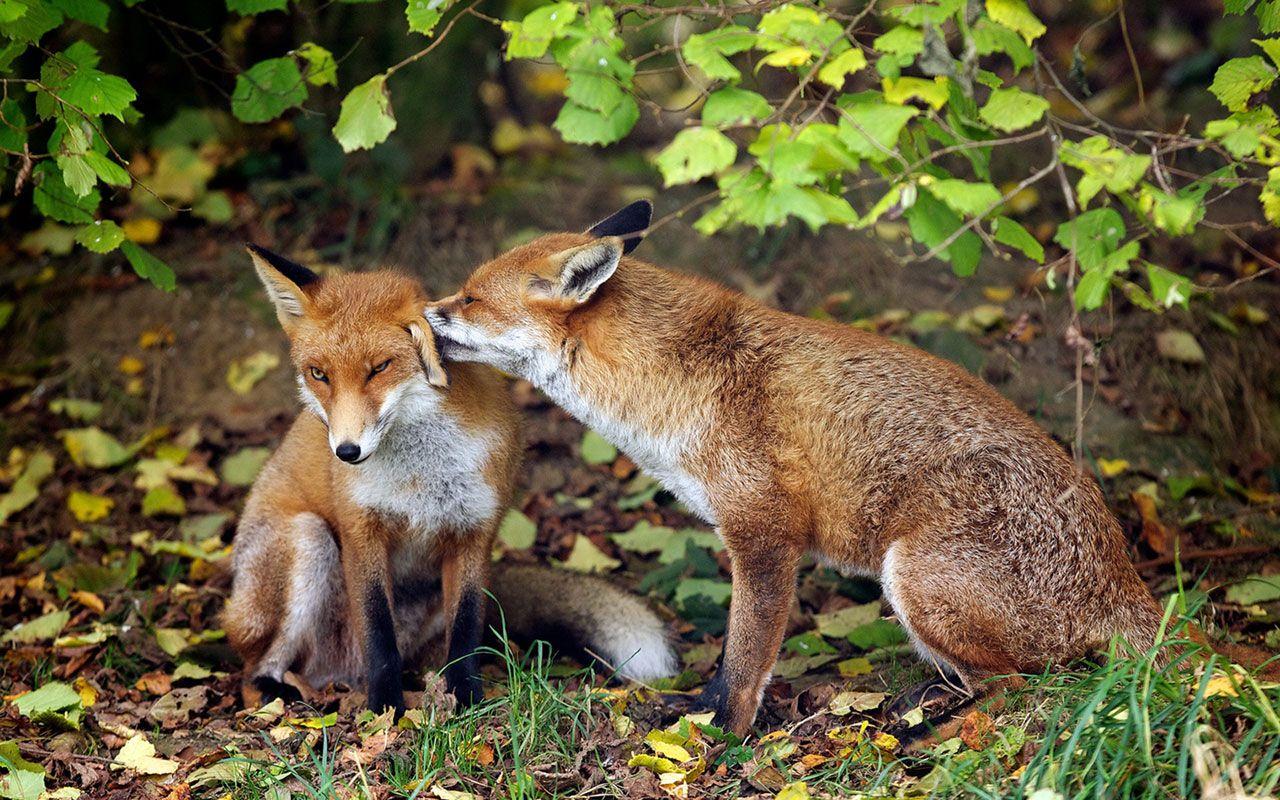 1280x800 Wildlife Wallpaper Free Download