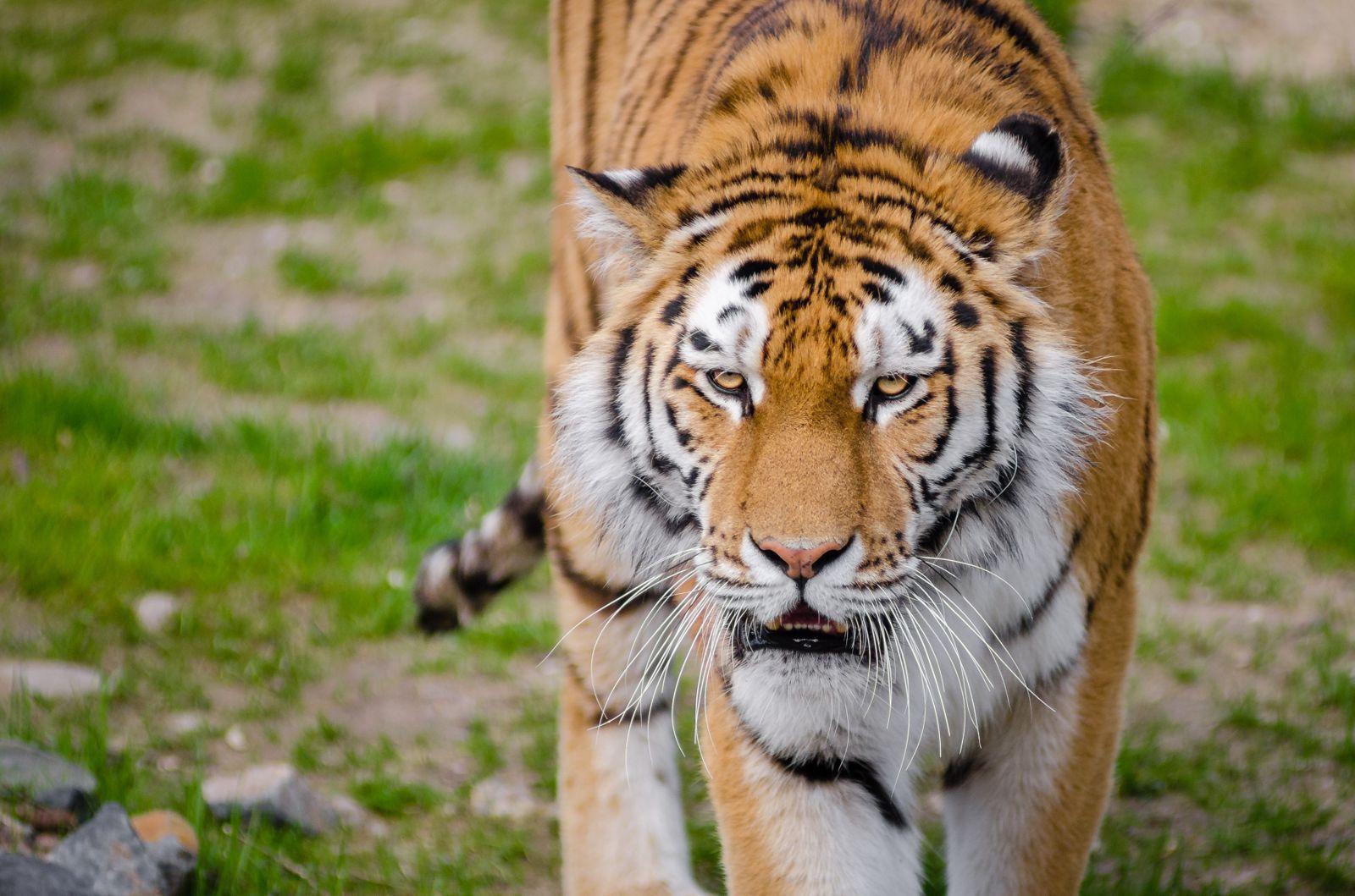 1600x1059 Animal Royalty Free Image Wildlife Animal Photography Wallpaper.com. Best High Quality Wallpaper
