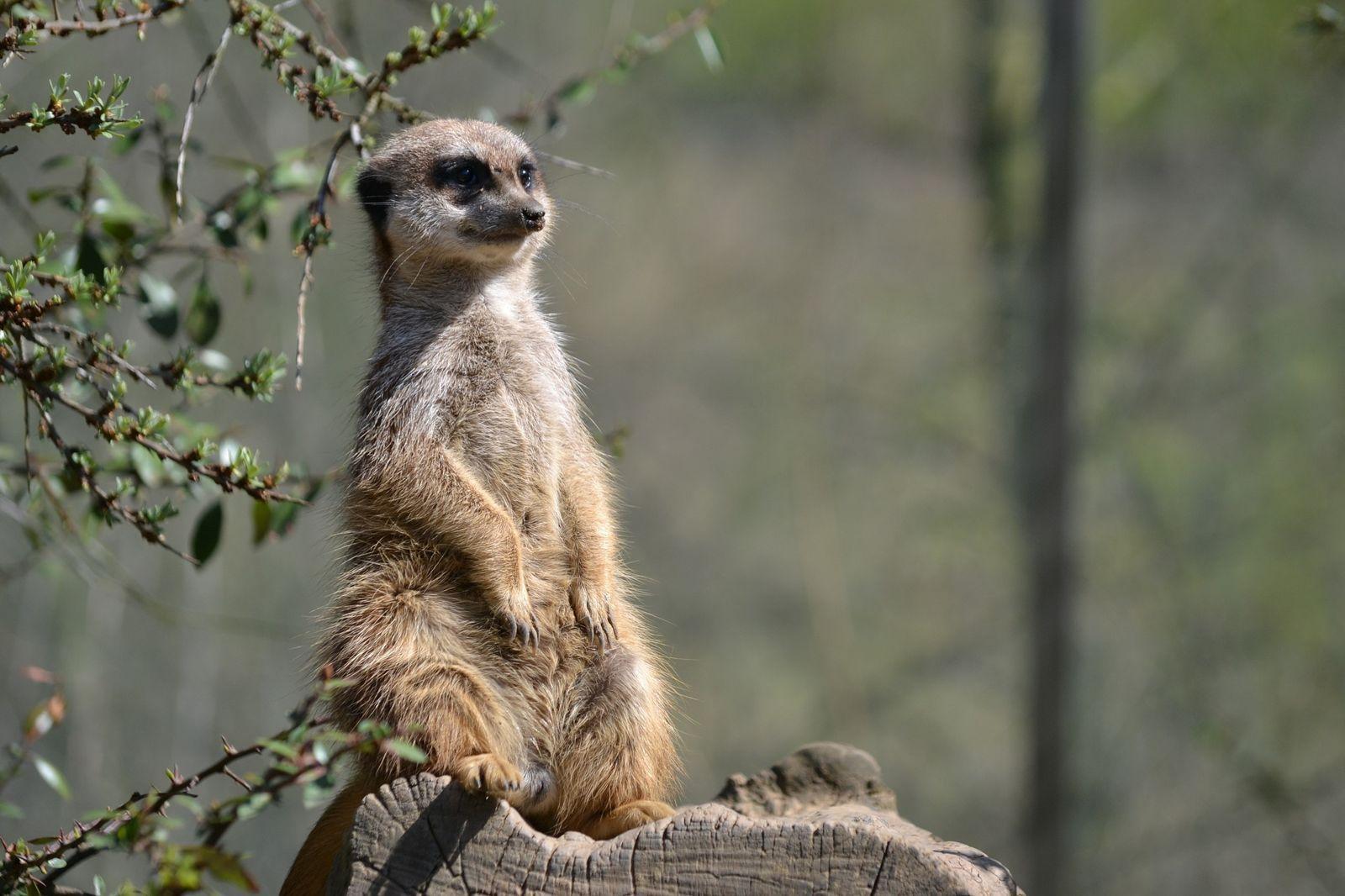 1600x1066 Animal Cute Wildlife Animal Photography Wallpaper.com. Best High Quality Wallpaper