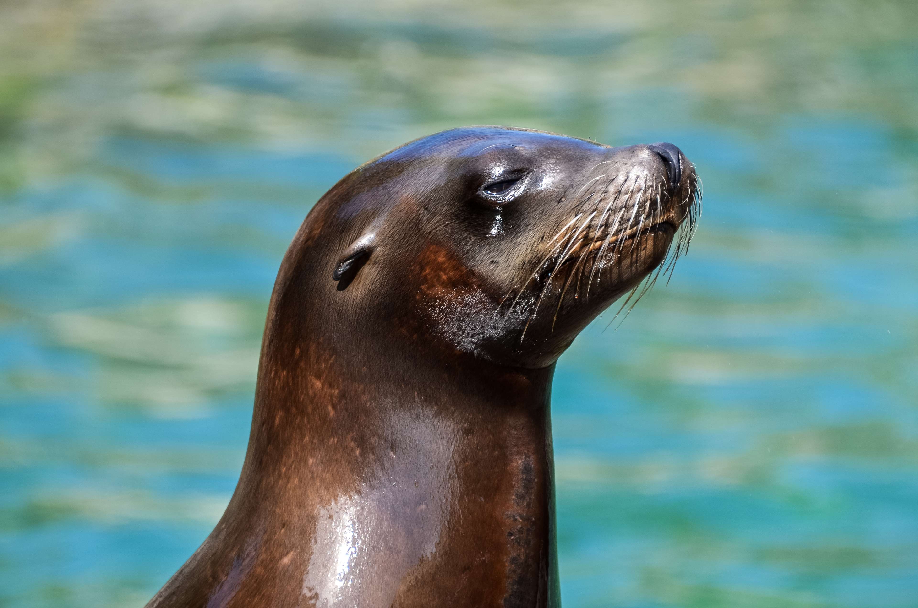 3840x2544 animal photography HD wallpaper, Background