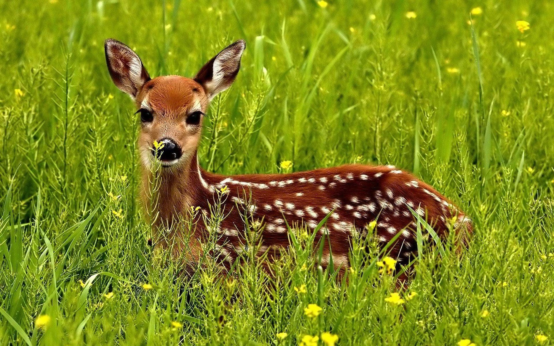 1920x1200 wildlife photography Desktop Wallpaperk HD
