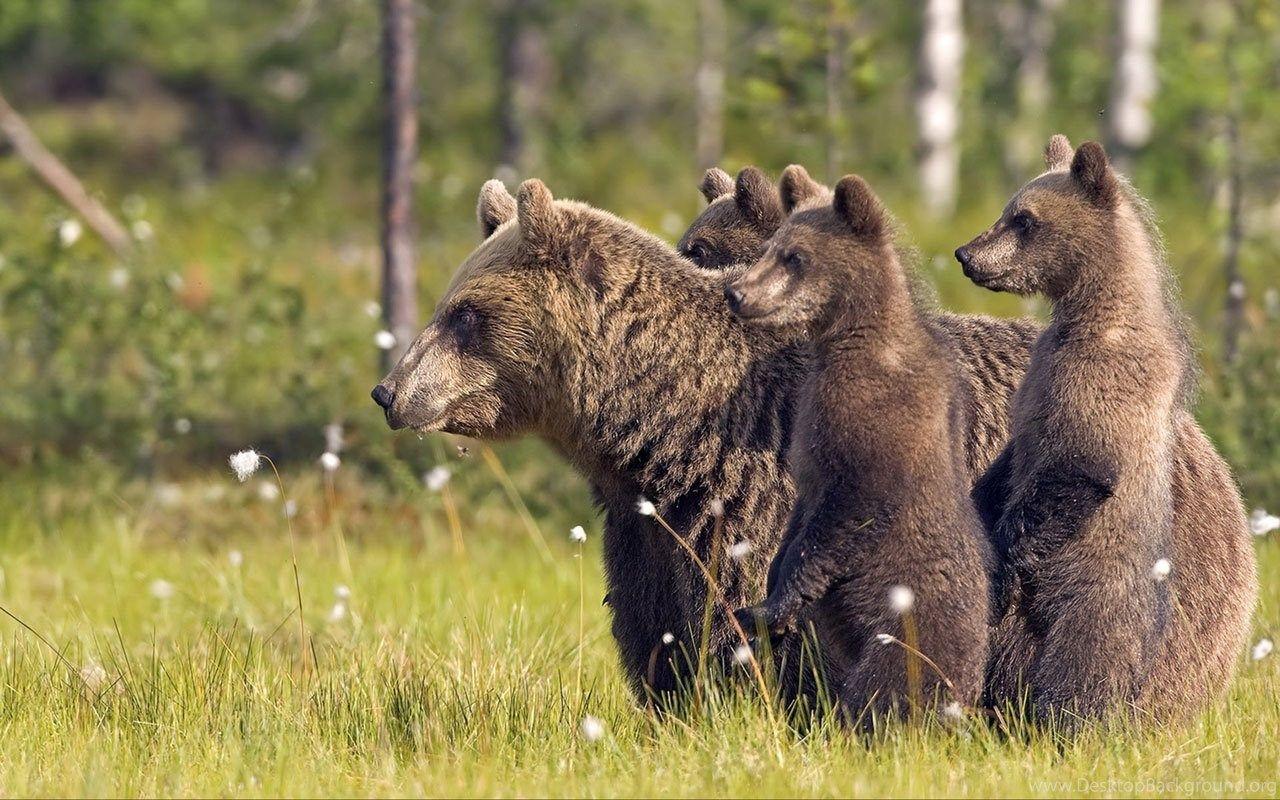 1280x800 Wildlife Photography Wallpaper 14 － Animal Wallpaper Free. Desktop Background