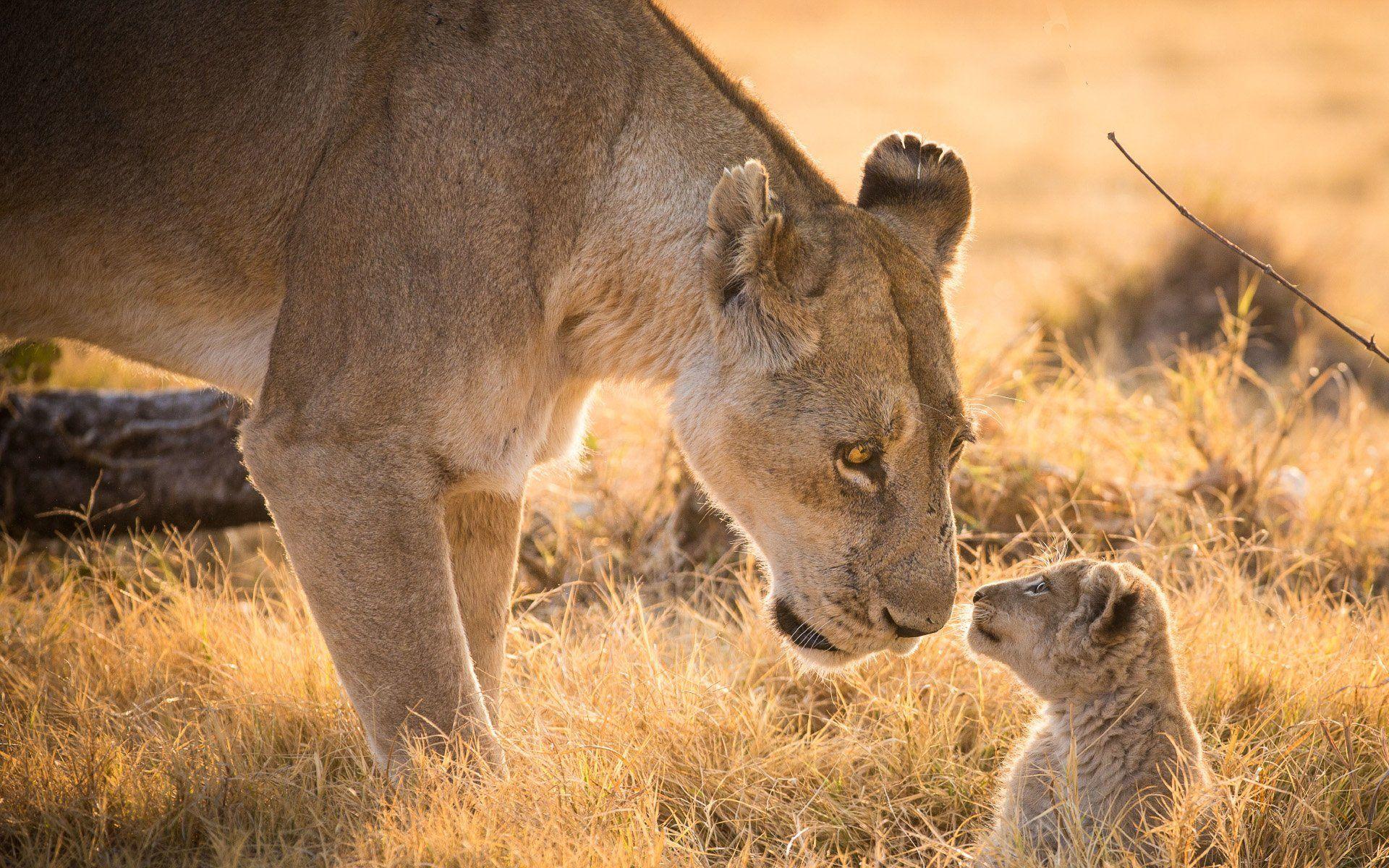 1920x1200 Mother and Baby Animal Photography Wallpaper