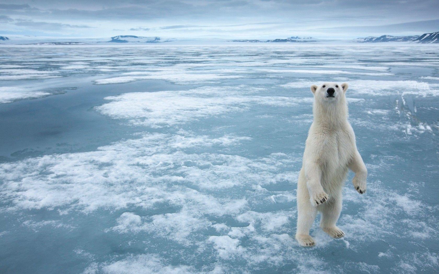 1680x1050 Polar Bear Wallpaper Mobile Free Download > SubWallpaper