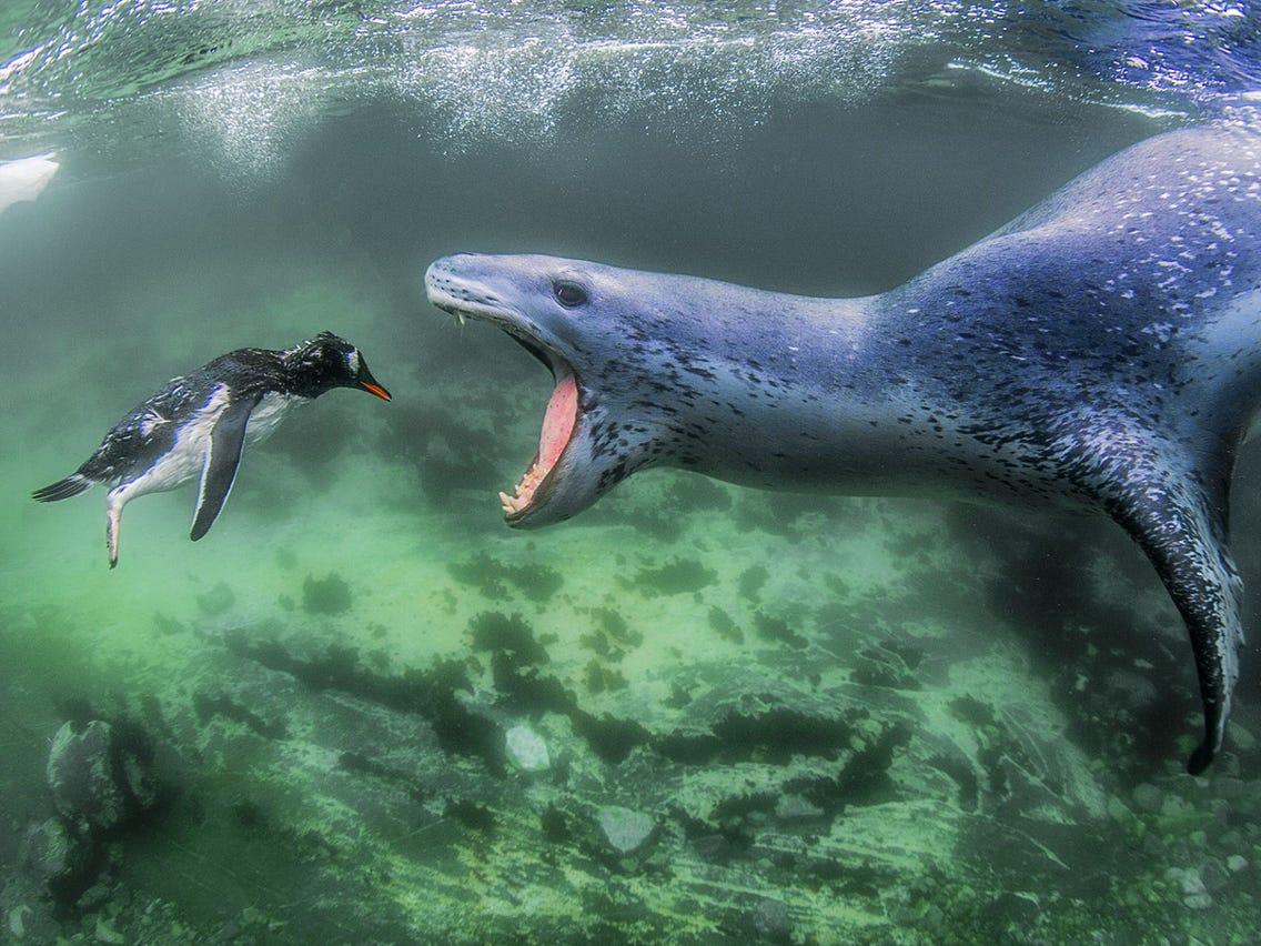 1136x852 Wildlife photo that will make you see animals in a new light