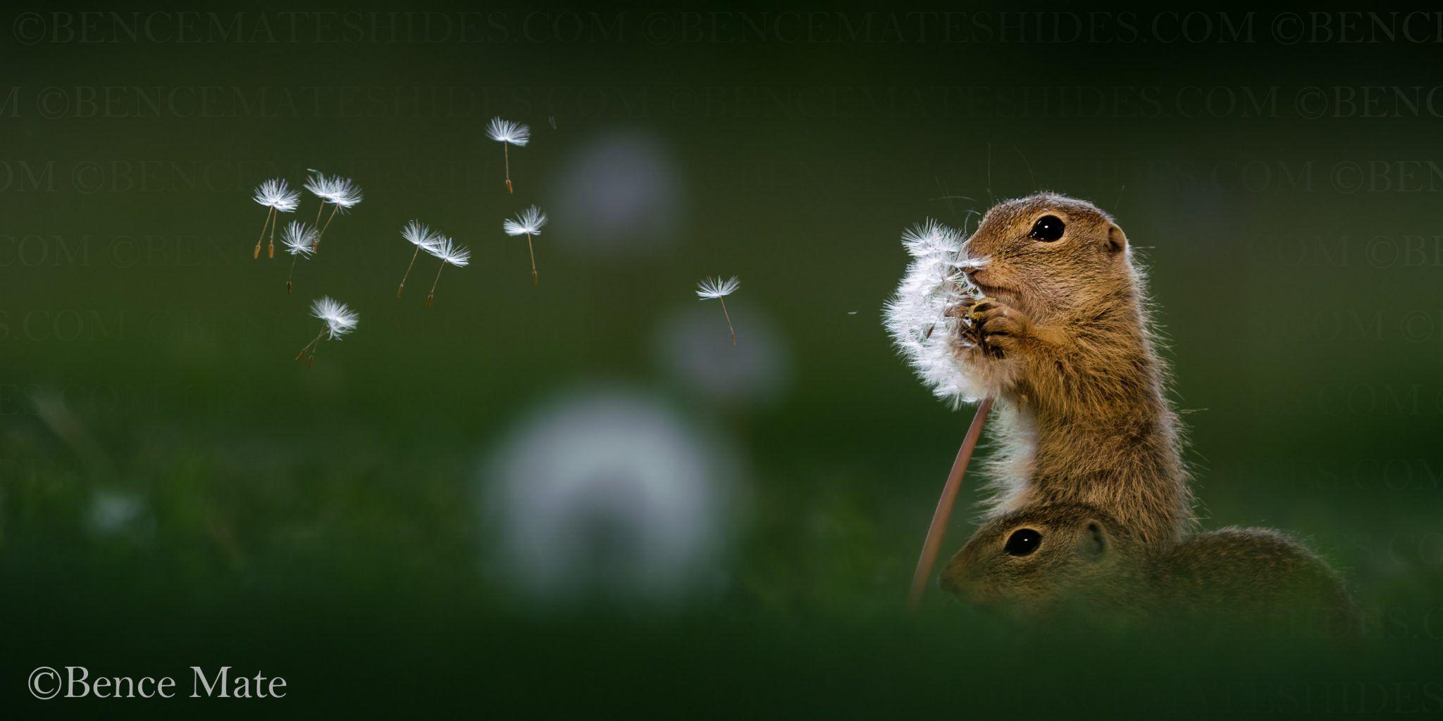 2048x1024 Hungarian Bence Máté's Award Winning Photo Showcase the Beauty of Wildlife Album!