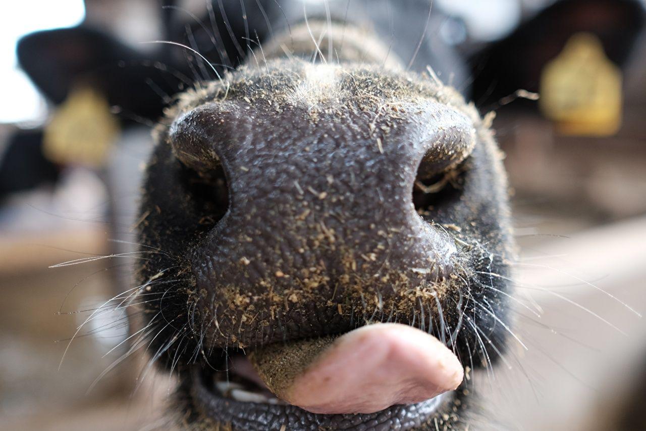 1280x853 Desktop Wallpaper Cow Nose Tongue Macro photography animal Closeup