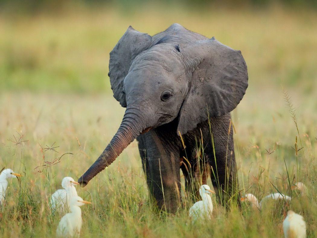 1050x788 Free download Desktop baby animal photography wallpaper [1050x788] for your Desktop, Mobile & Tablet. Explore Baby Animal Wallpaper for Computer. Free Baby Animal Wallpaper