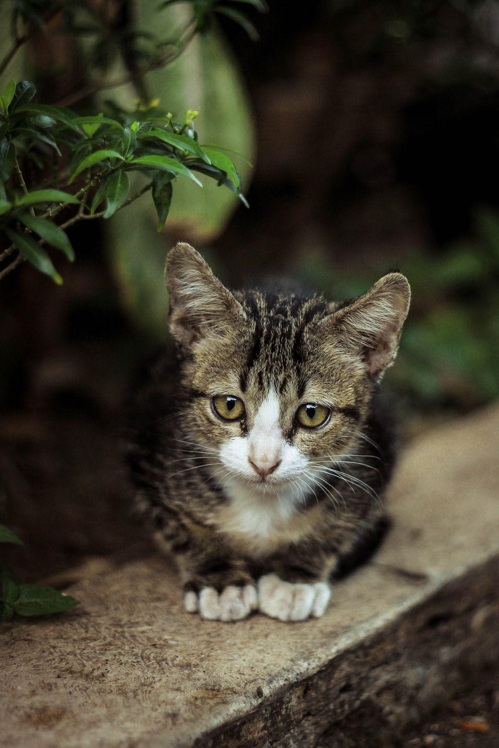 1000x1500 Animals Picture [HD]. Download Free Image
