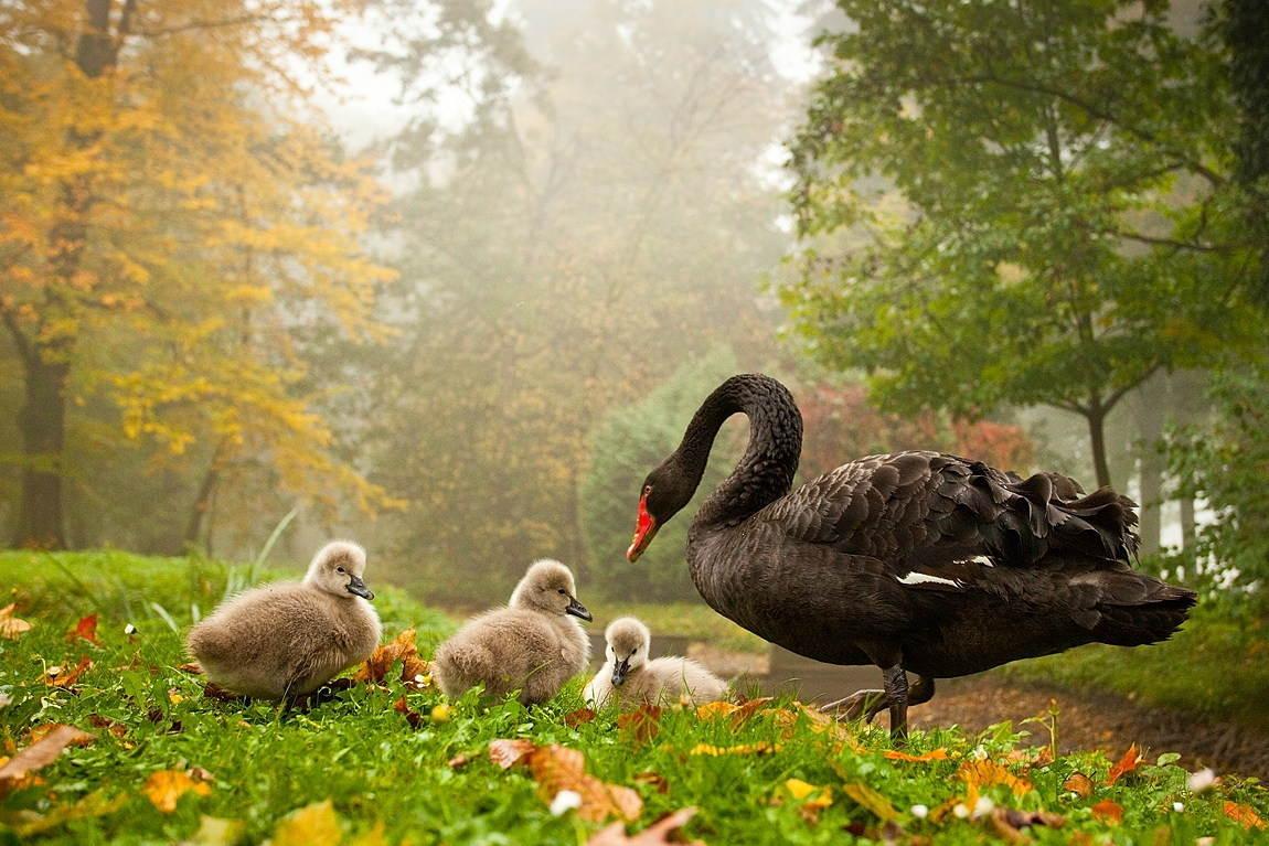 1150x767 full HD Wallpaper: Beautiful animals photography