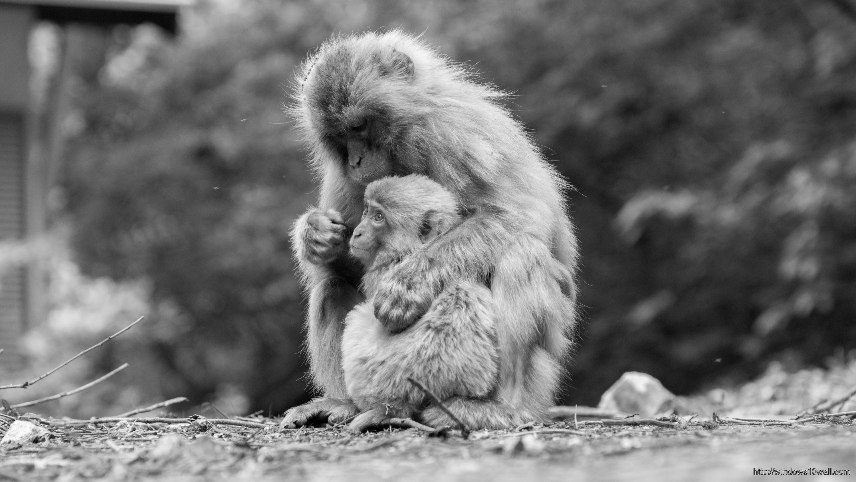 3000x1688 Animal Photography Black And White Wallpaper