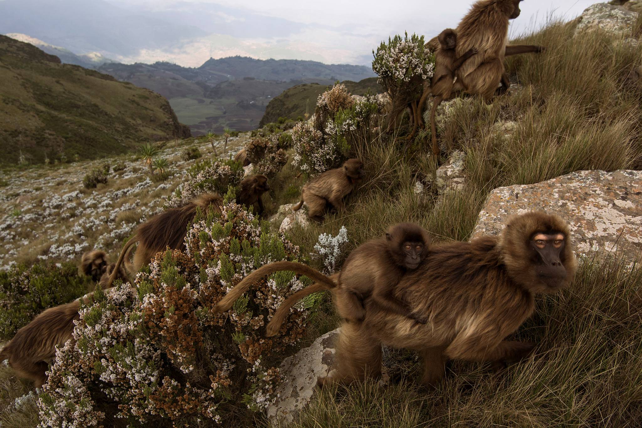 2048x1365 Animal Photo Galleries