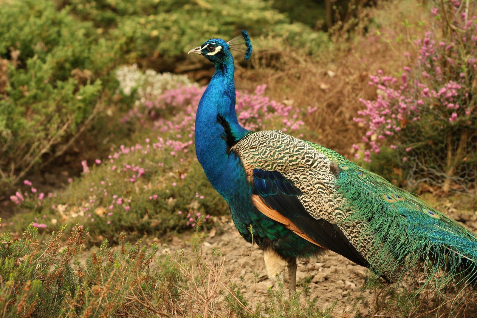 1600x1066 Nature Beautiful Outdoors Animal Grass Bird Wildlife Colorful Colourful Animal Photography Park Wild Wallpaper.com. Best High Quality Wallpaper