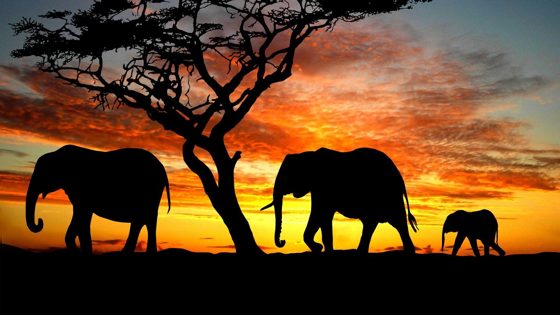 1920x1080 Sat 28 Nov CET 2015 Animal Silhouette Desktop Wallpaper Animals Wallpaper