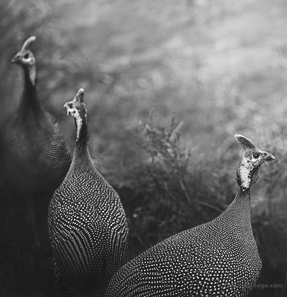 929x960 Animal Photography. Animal HD Photo. HD Photo. Animal Wallpaper. Quotes