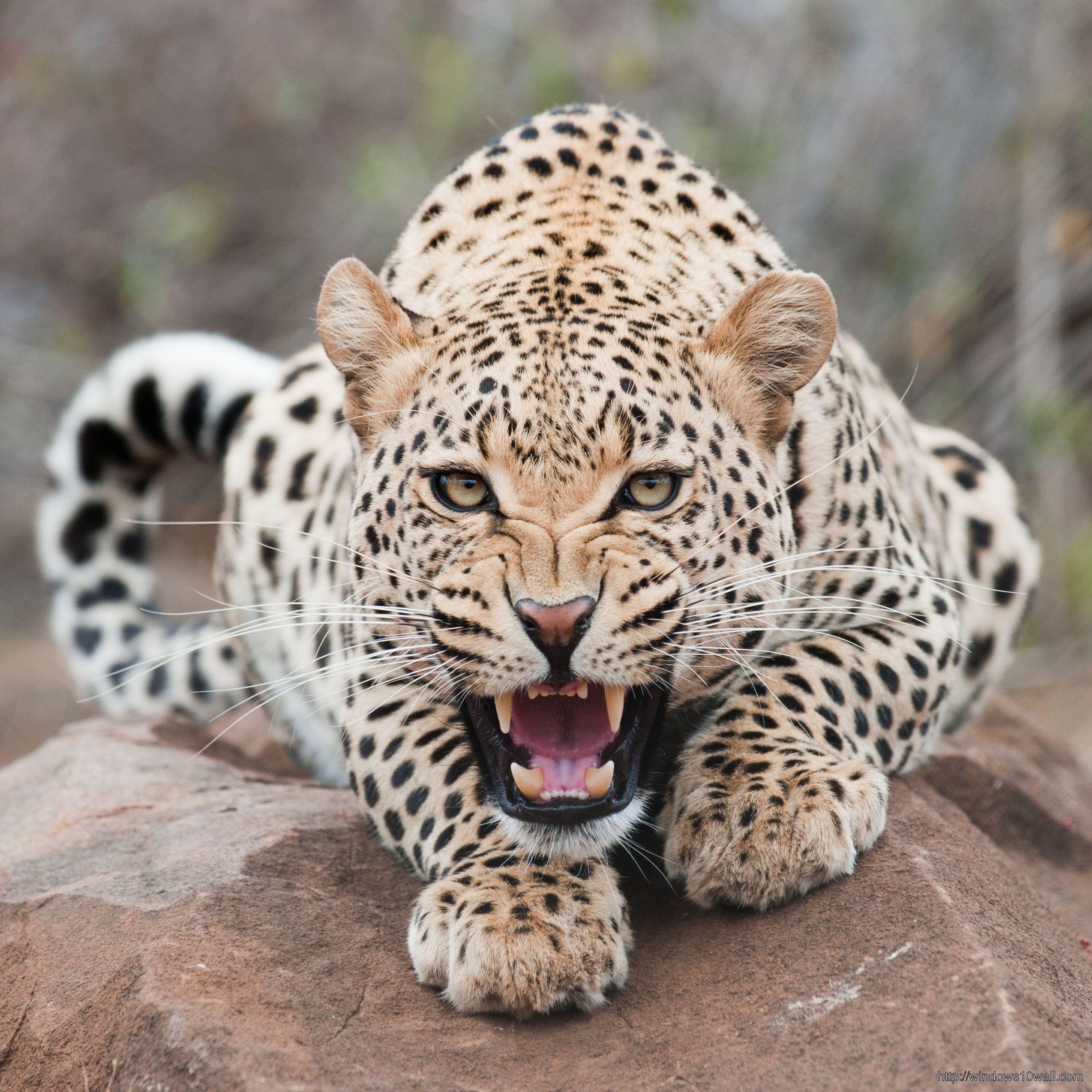 2548x2548 Animal Photography Wallpaper