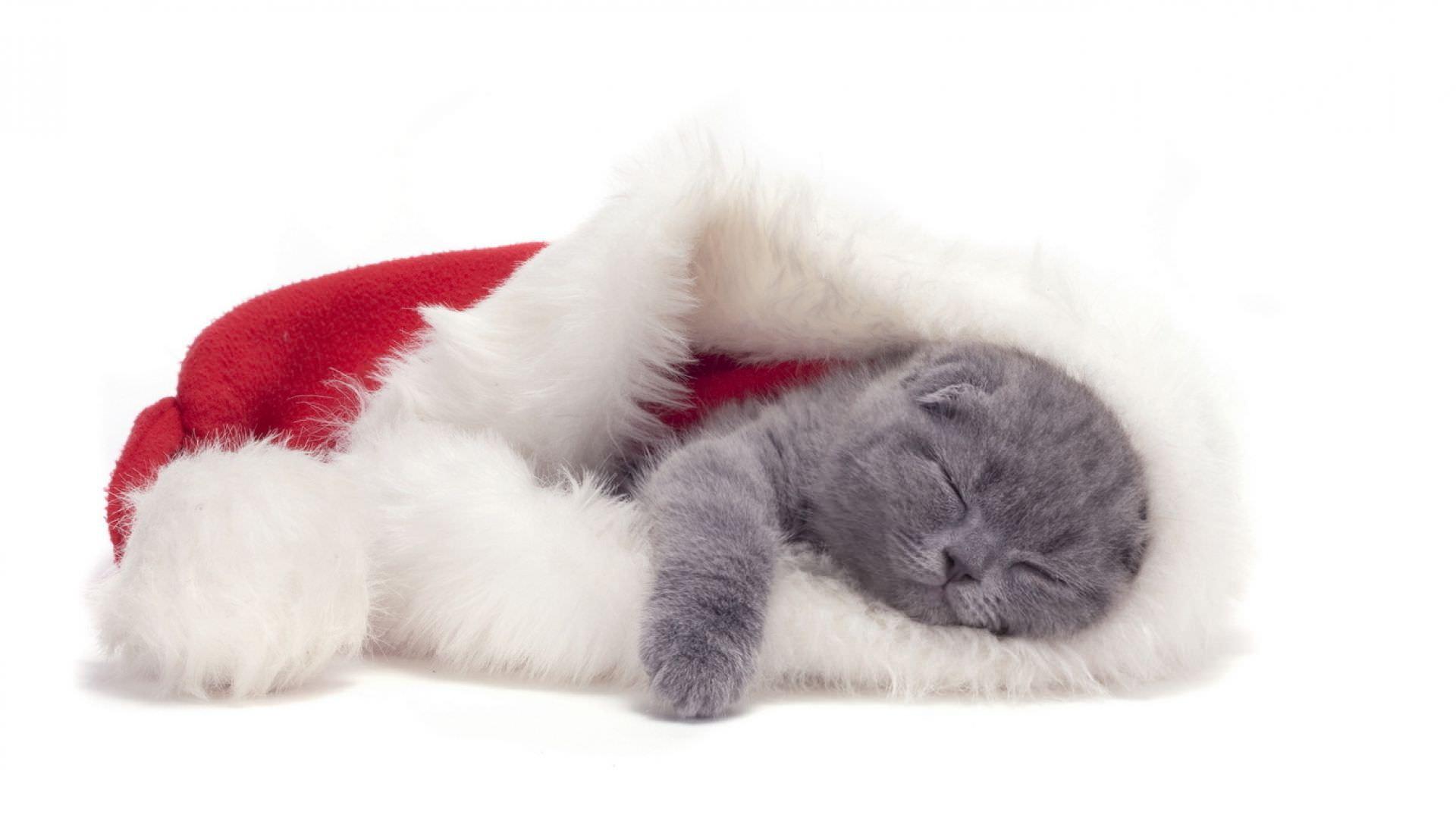 1920x1079 Cute Cat Animal On The Santa Hat Christmas Wal Wallpaper
