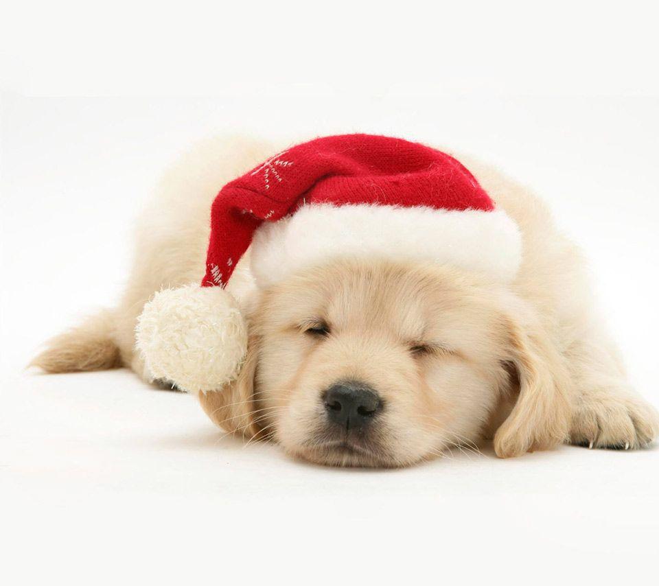 960x854 Christmas Dog Wallpaper