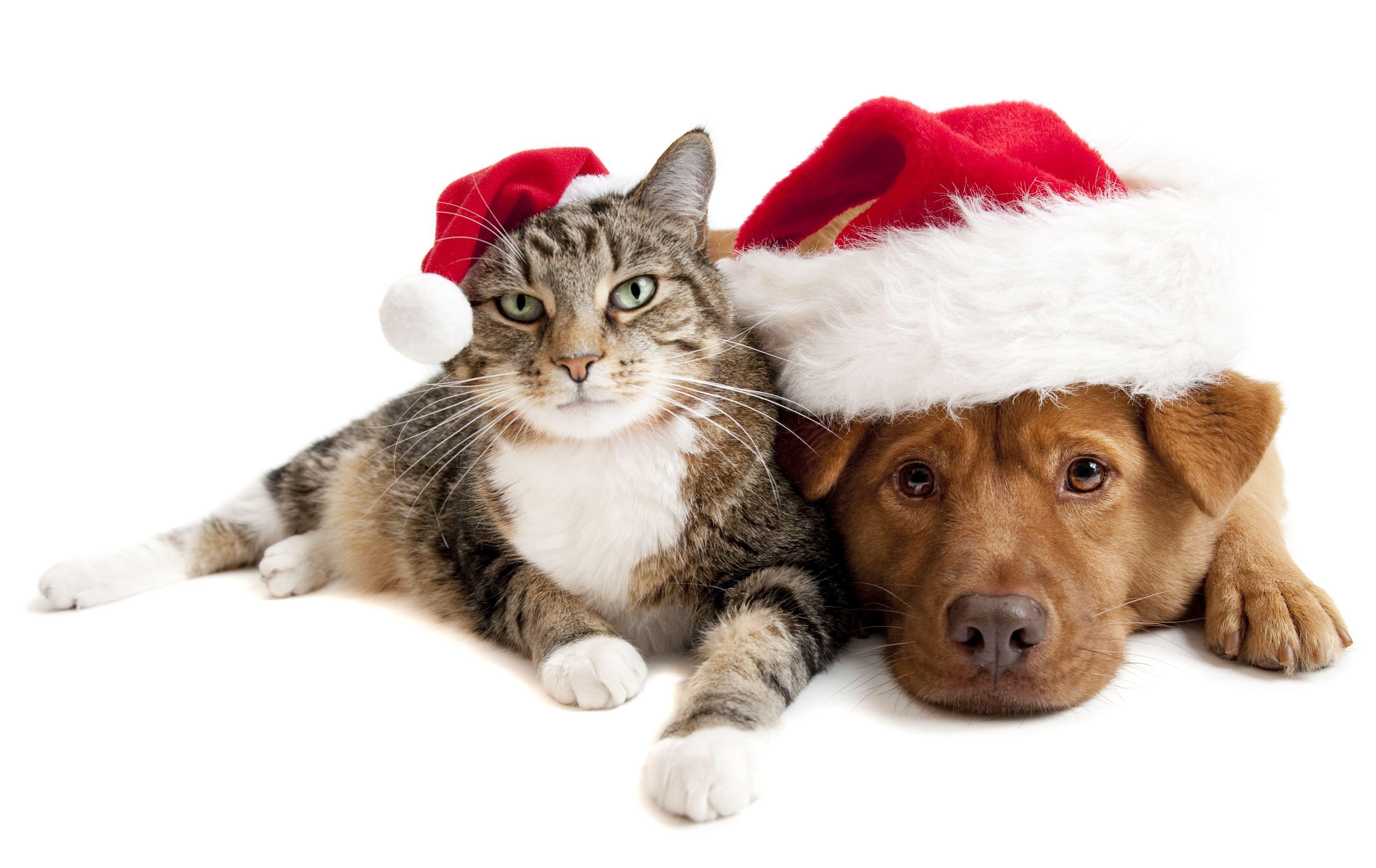3380x2133 Cat & Dog HD Wallpaper and Background Image