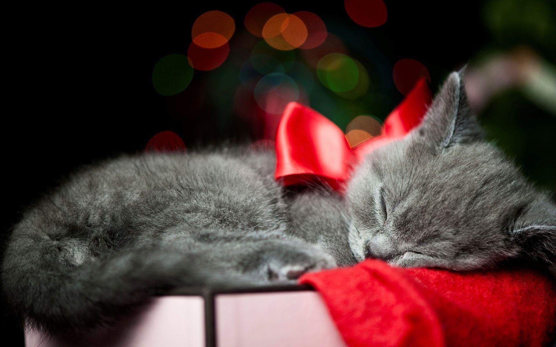 Cute Christmas Animal Wallpapers Top Free Cute Christmas Animal