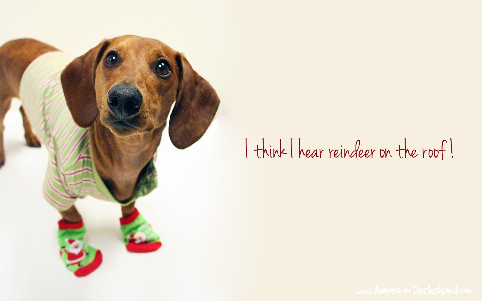 1680x1050 Days of Cheer! Free Holiday Desktop Wallpaper. Ammo the Dachshund